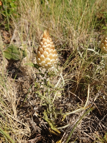 pinecone thistle