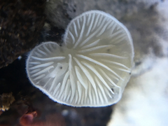 Crepidotus caspari