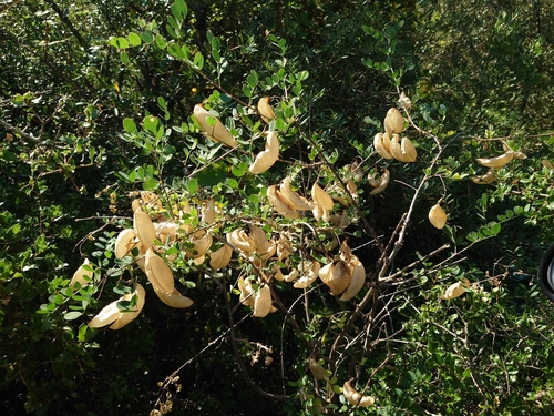 Bladder-senna