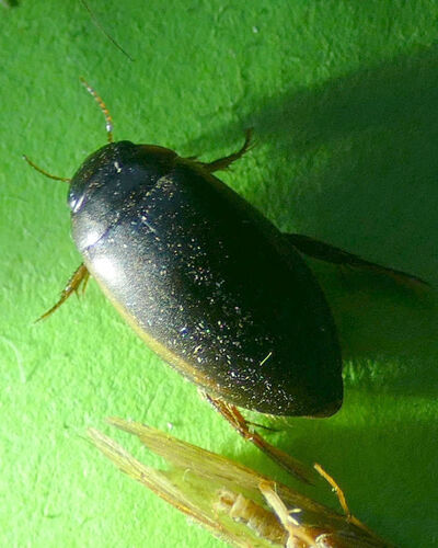 sooty mud dweller