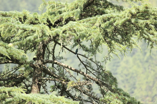 Verditer Flycatcher