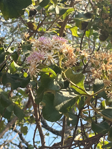 Vernonia colorata, 2026-06-25