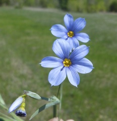 Sisyrinchium chilense