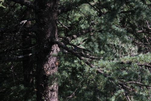 Ultramarine Flycatcher