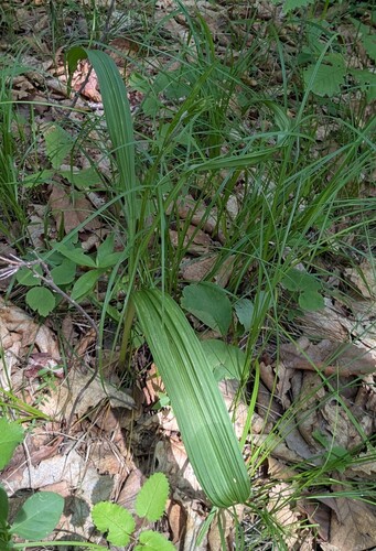 Veratrum maackii, photograph 5