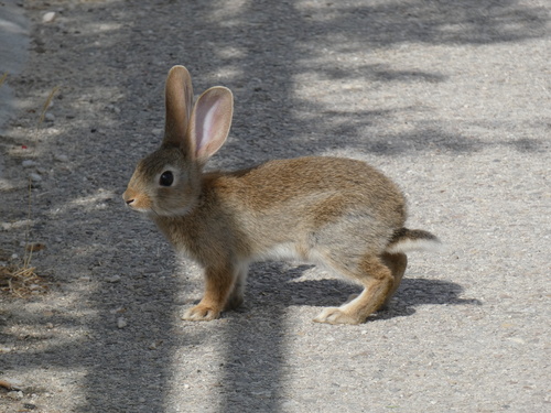 European Rabbit
