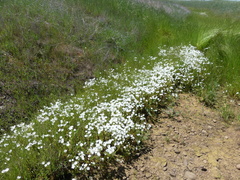 Limnanthes