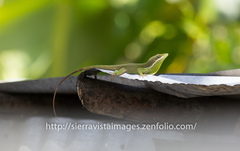 Anolis viridius
