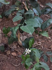 Citrus × aurantiifolia