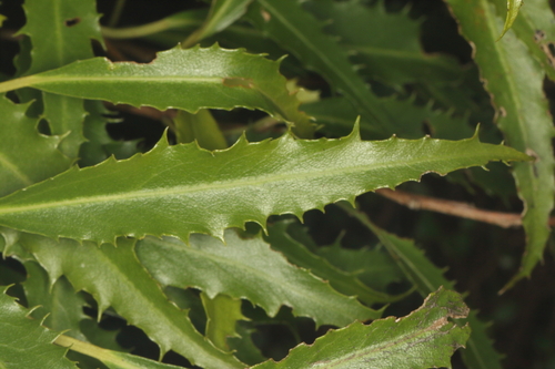 Hoheria angustifolia, photograph 4