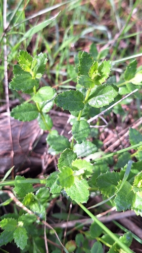 Gonocarpus mezianus (Gonocarpus mezianus)