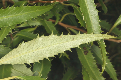Hoheria angustifolia, photograph 5