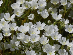 Limnanthes