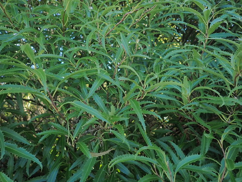 Hoheria angustifolia, photograph 6