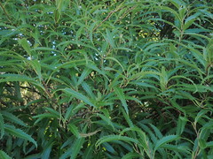 Hoheria angustifolia, photograph (c) Jacob Littlejohn, some rights reserved (CC BY-SA)
