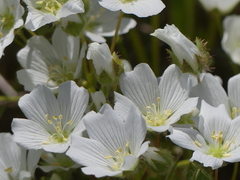 Limnanthes