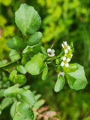 watercress