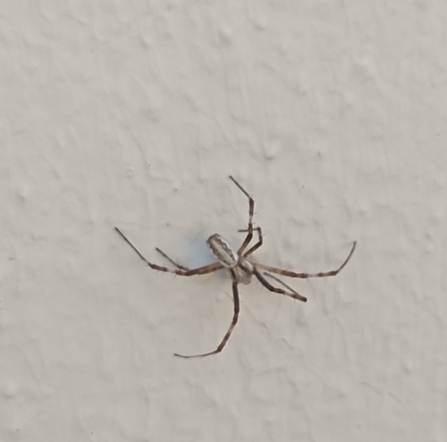 Lobed Argiope