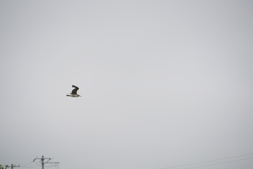 Black-tailed Gull