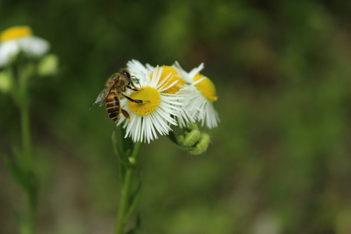 Asian Honey Bee