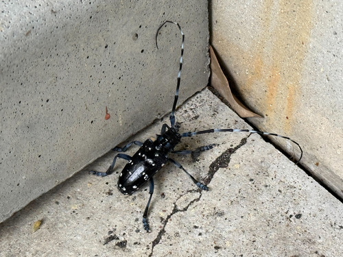 Citrus Longhorn Beetle