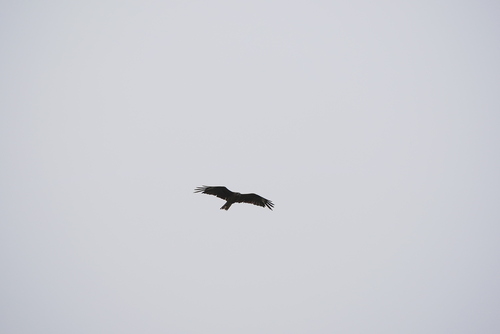 Black-eared Kite