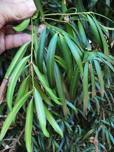 Podocarpus observed 2026-06-07