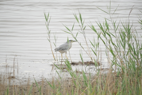 Little Heron