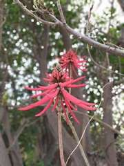 Erythrina americana