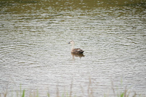 Eastern Spot-billed Duck