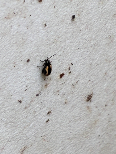 Striped Flea Beetle
