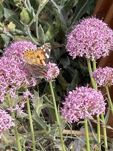 Painted Lady