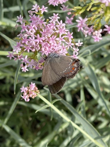 False Ilex Hairstreak