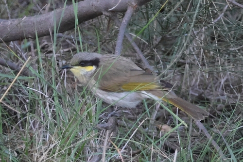 Singing Honeyeater