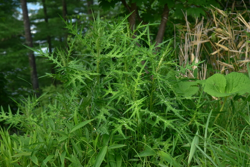Cirsium yatsualpicola iNat (1)