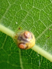 Cyrtarachne inaequalis