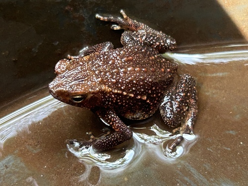 Ingerophrynus quadriporcatus, 2026-06-25