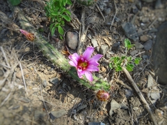 Echinocereus berlandieri