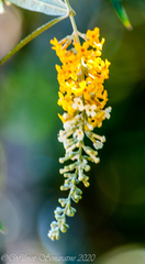 Buddleja madagascariensis, photograph author not stated, no rights reserved