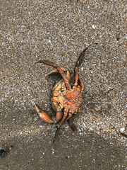 Carcinus maenas