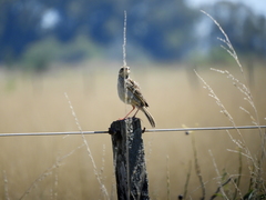 Anthus hellmayri
