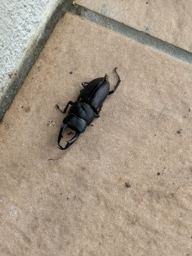 Dorcus rectus rectus