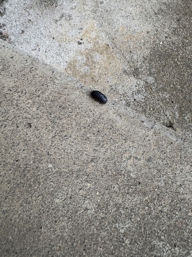 Common Pill Woodlouse