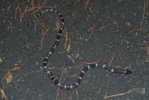 Rose Big-tooth Snake