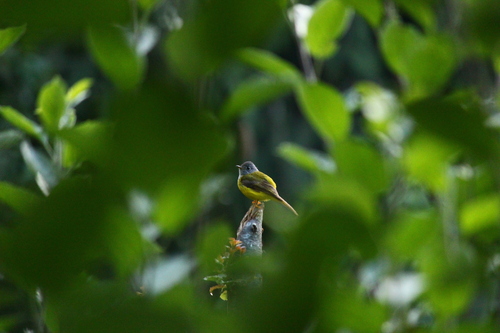 Grey-headed Canary-Flycatcher