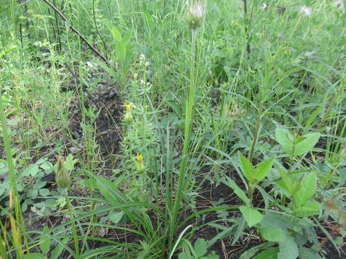 Scorzonera radiata, photograph 3