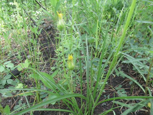 Scorzonera radiata, photograph 2