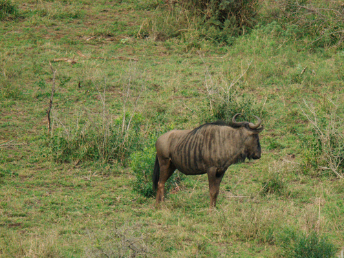Blue Wildebeest