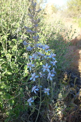 Delphinium parishii