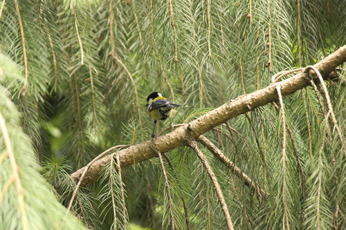 Green-backed Tit